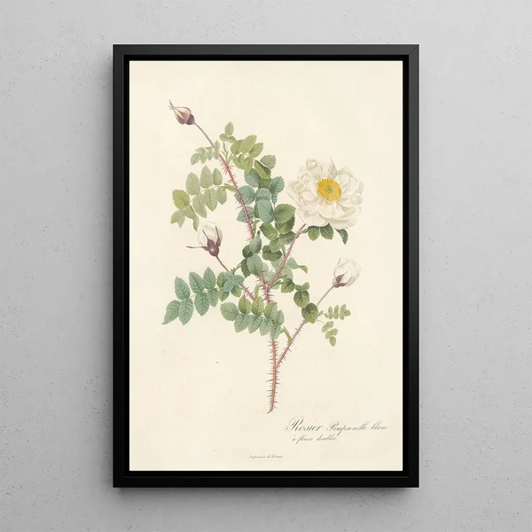 Rosa Pimpinellifolia Alba Flore Multiplici - Pierre Joseph Redouté — quadro incorniciato alla parete
