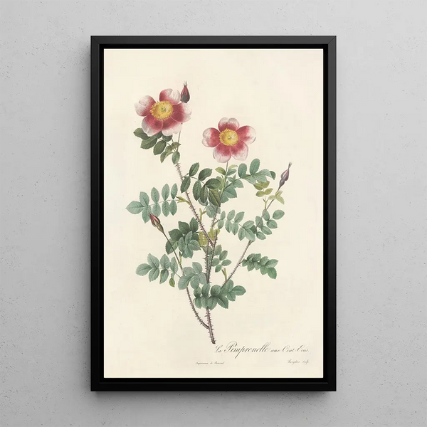 Rosa Pimpinellifolia Flore Variegato - Pierre Joseph Redouté — quadro incorniciato alla parete
