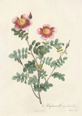 Pierre Joseph Redout - Rosa Pimpinellifolia Flore Variegato.webp