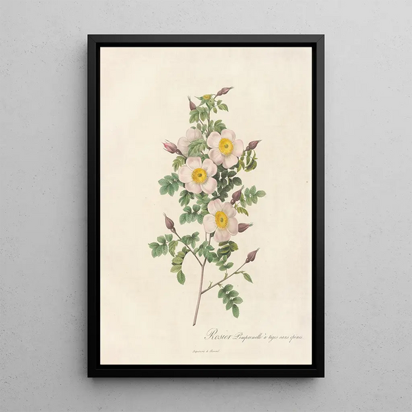 Rosa Pimpinellifolia Inermis - Pierre Joseph Redouté — quadro incorniciato alla parete