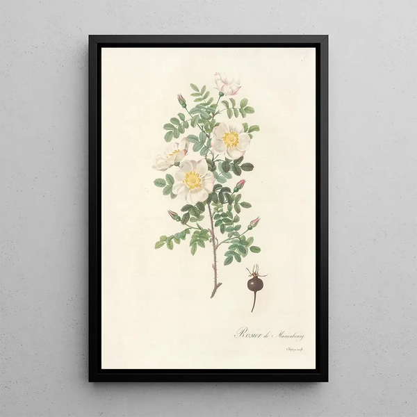 Rosa Pimpinellifolia Mariaeburgensis - Pierre Joseph Redouté — quadro incorniciato alla parete