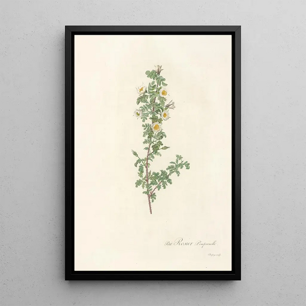 Rosa Pimpinellifolia Pumila - Pierre Joseph Redouté — quadro incorniciato alla parete
