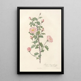 Pierre Joseph Redout - Rosa Pimpinellifolia Rubra.webp