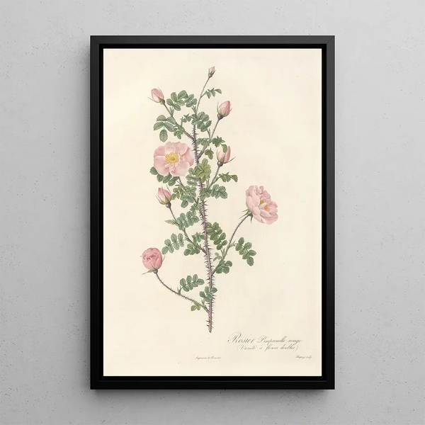 Rosa Pimpinellifolia Rubra - Pierre Joseph Redouté — quadro incorniciato alla parete