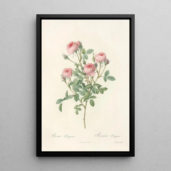 Rosa Pomponia - Pierre Joseph Redouté — quadro incorniciato alla parete