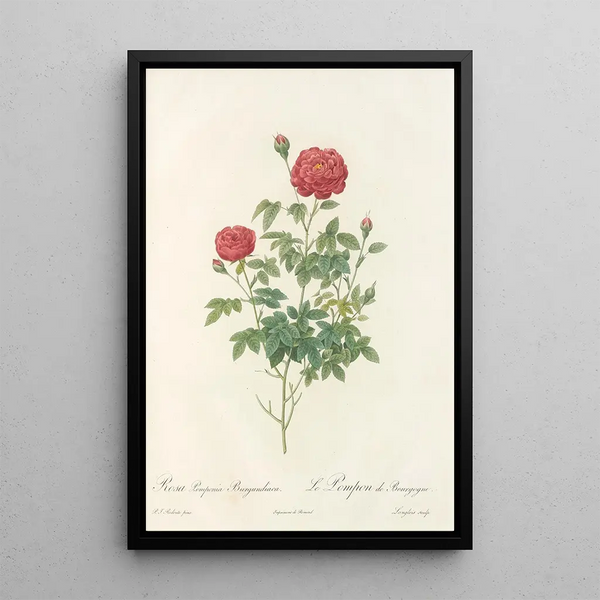 Rosa Pomponia Burgundiaca - Pierre Joseph Redouté — quadro incorniciato alla parete