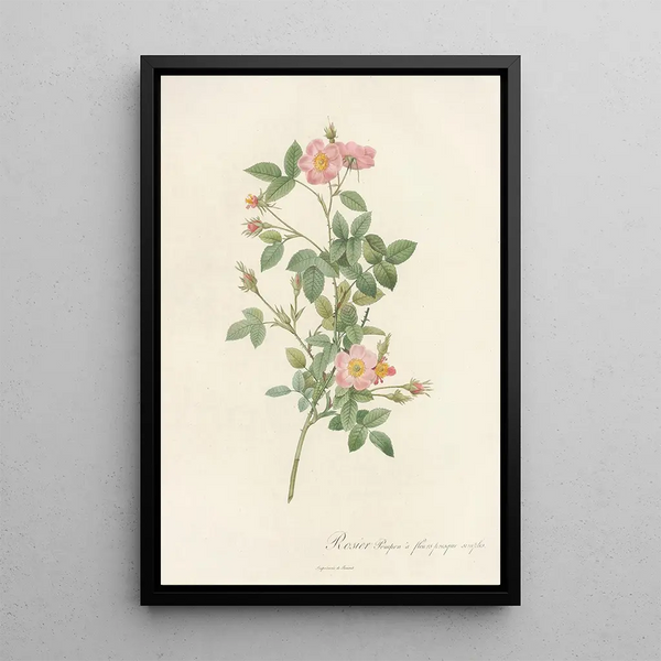 Rosa Pomponia Flore Subsimplici - Pierre Joseph Redouté — quadro incorniciato alla parete