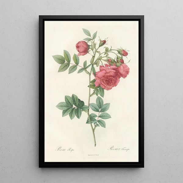 Rosa Rapa - Pierre Joseph Redouté — quadro incorniciato alla parete