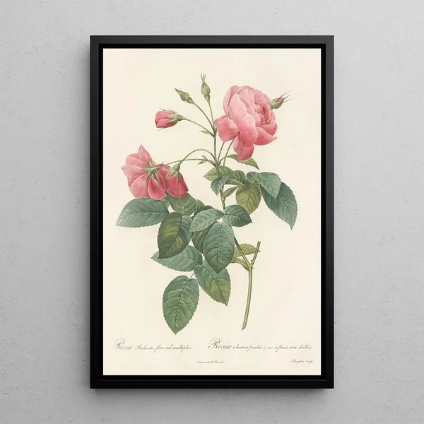 Rosa Reclinata Flore Submultiplici - Pierre Joseph Redouté — quadro incorniciato alla parete