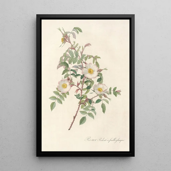 Rosa Redutea Glauca - Pierre Joseph Redouté — quadro incorniciato alla parete
