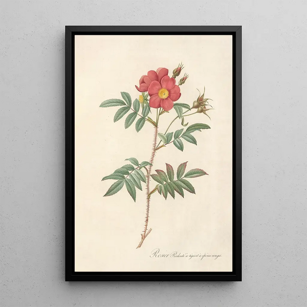 Rosa Redutea Rubescens - Pierre Joseph Redouté — quadro incorniciato alla parete
