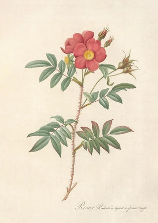 Pierre Joseph Redout - Rosa Redutea Rubescens.webp