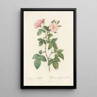 Pierre Joseph Redout - Rosa Rubifolia.webp