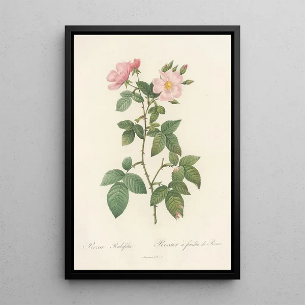 Rosa Rubifolia - Pierre Joseph Redouté — quadro incorniciato alla parete