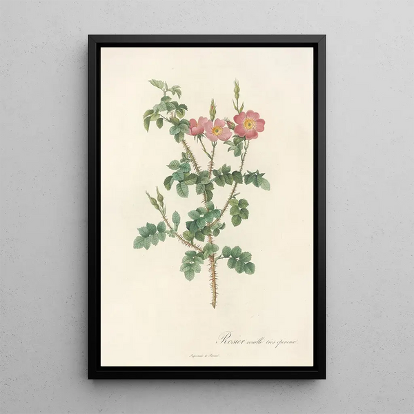 Rosa Rubiginosa Aculeatissima - Pierre Joseph Redouté — quadro incorniciato alla parete