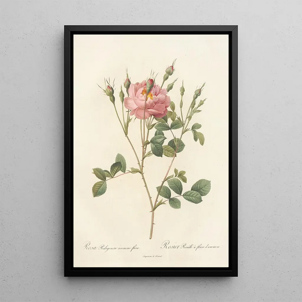 Rosa Rubiginosa AnemoneFlora - Pierre Joseph Redouté — quadro incorniciato alla parete
