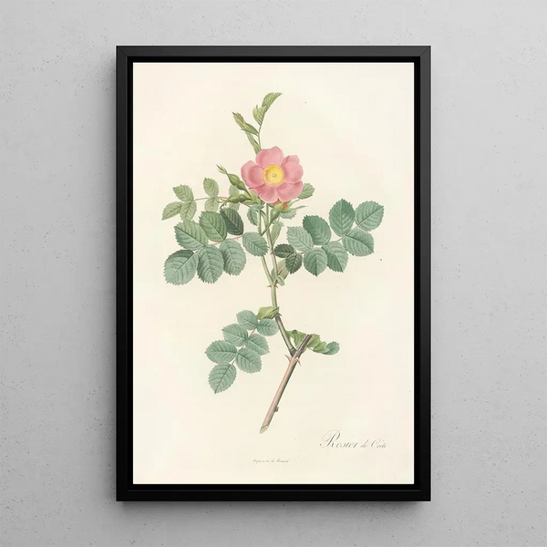 Rosa Rubiginosa Cretica - Pierre Joseph Redouté — quadro incorniciato alla parete