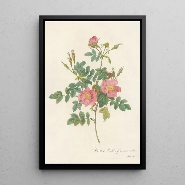 Rosa Rubiginosa Flore SemiPleno - Pierre Joseph Redouté — quadro incorniciato alla parete