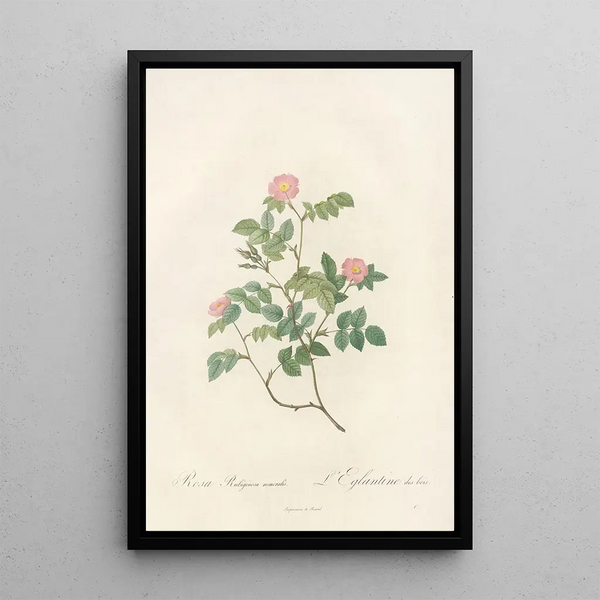 Rosa Rubiginosa Nemoralis - Pierre Joseph Redouté — quadro incorniciato alla parete