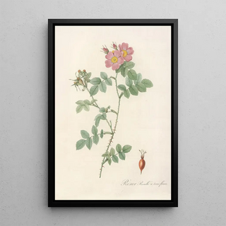 Pierre Joseph Redout - Rosa Rubiginosa Triflora.webp