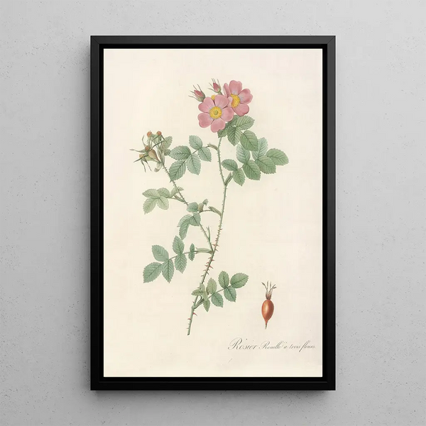 Rosa Rubiginosa Triflora - Pierre Joseph Redouté — quadro incorniciato alla parete