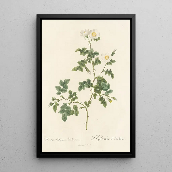 Rosa Rubiginosa Vaillantiana - Pierre Joseph Redouté — quadro incorniciato alla parete