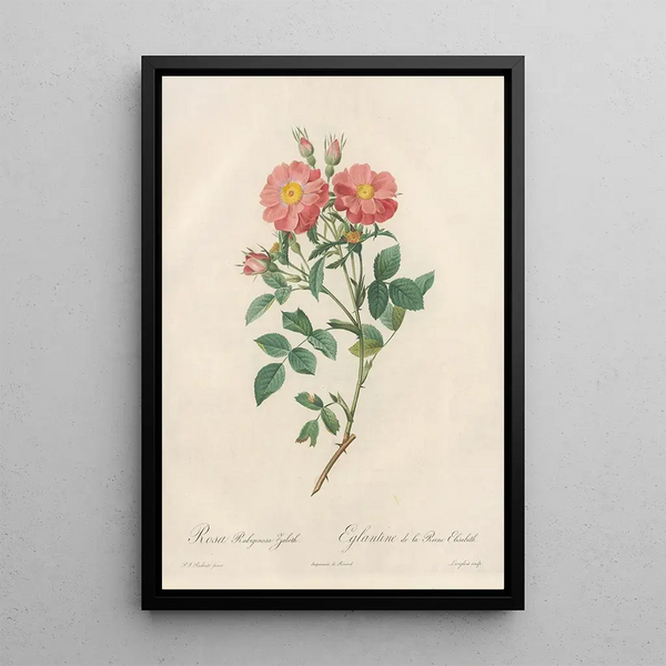 Rosa Rubiginosa Zabeth - Pierre Joseph Redouté — quadro incorniciato alla parete