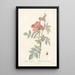 Rosa Rubrifolia - Pierre Joseph Redouté — quadro incorniciato alla parete