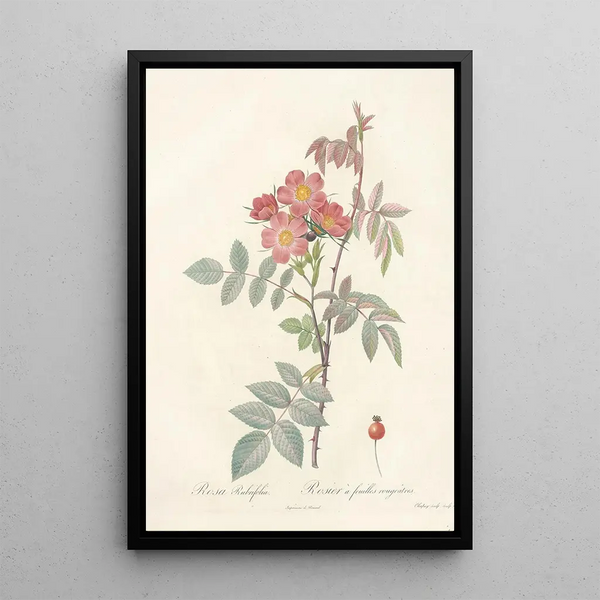 Rosa Rubrifolia - Pierre Joseph Redouté — quadro incorniciato alla parete
