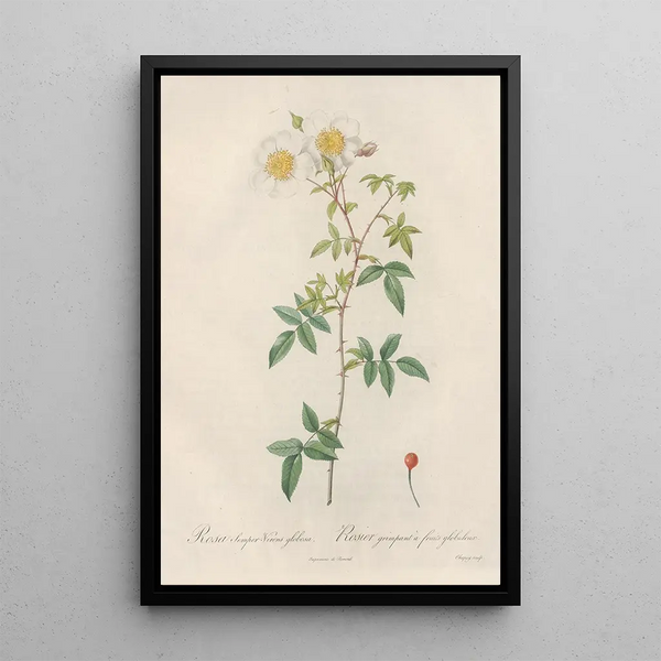 Rosa SemperVirens Globosa - Pierre Joseph Redouté — quadro incorniciato alla parete