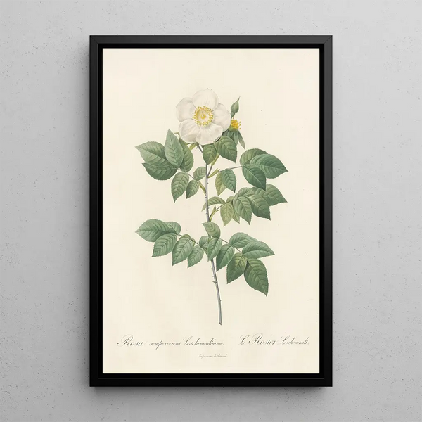 Rosa Sempervirens Leschenaultiana - Pierre Joseph Redouté — quadro incorniciato alla parete