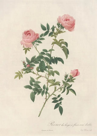 Pierre Joseph Redout - Rosa Sepium Flore Submultiplici.webp