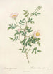 Rosa Sepium Rosea - Pierre Joseph Redouté — vista dell’opera