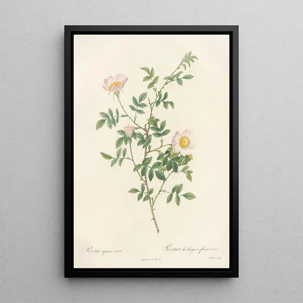 Rosa Sepium Rosea - Pierre Joseph Redouté — quadro incorniciato alla parete