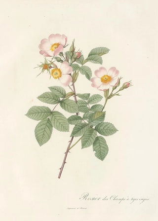 Pierre Joseph Redout - Rosa Stylosa.webp