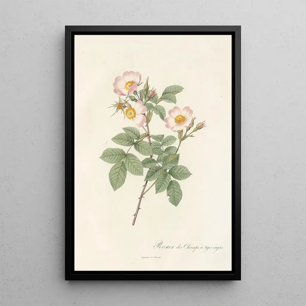 Rosa Stylosa - Pierre Joseph Redouté — quadro incorniciato alla parete