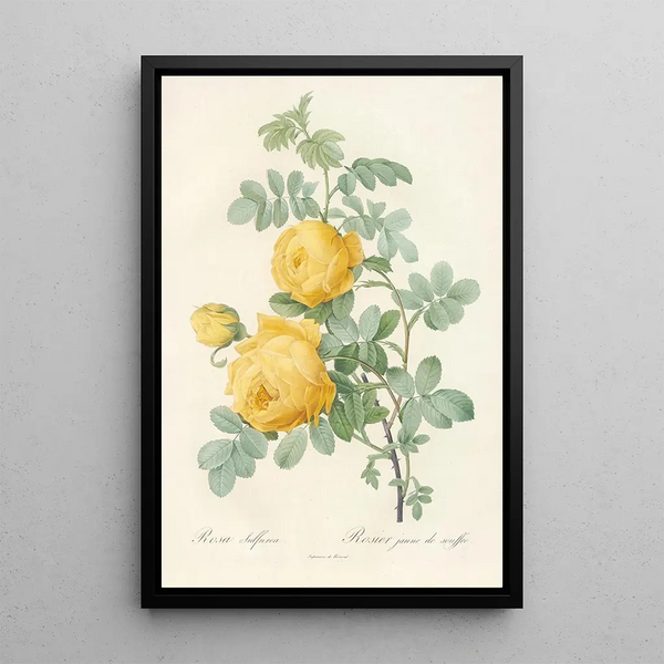 Rosa Sulfurea - Pierre Joseph Redouté — quadro incorniciato alla parete