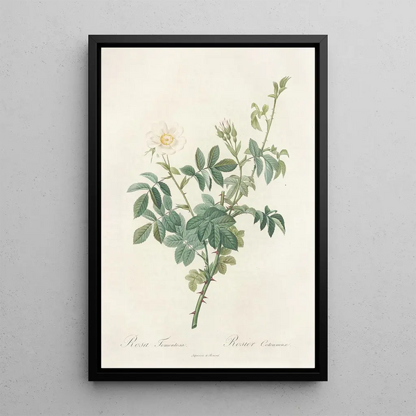 Rosa Tomentosa - Pierre Joseph Redouté — quadro incorniciato alla parete