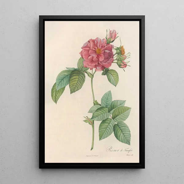 Rosa Turbinata - Pierre Joseph Redouté — quadro incorniciato alla parete