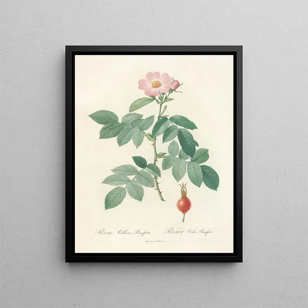 Pierre Joseph Redout - Rosa Villosa Pomifera.webp