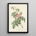 Rosa Villosa Therebenthina - Pierre Joseph Redouté — quadro incorniciato alla parete