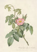 Rosa Villosa Therebenthina - Pierre Joseph Redouté — vista dell’opera