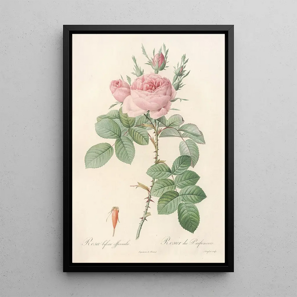 Rosa bifera Officinalis - Pierre Joseph Redouté — quadro incorniciato alla parete