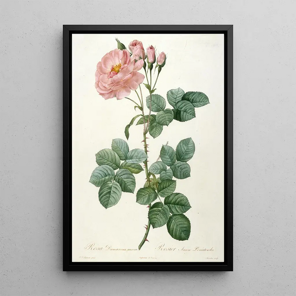 Rosier Aurore Poniatowska de La Couronne Des Roses - Pierre Joseph Redouté — quadro incorniciato alla parete