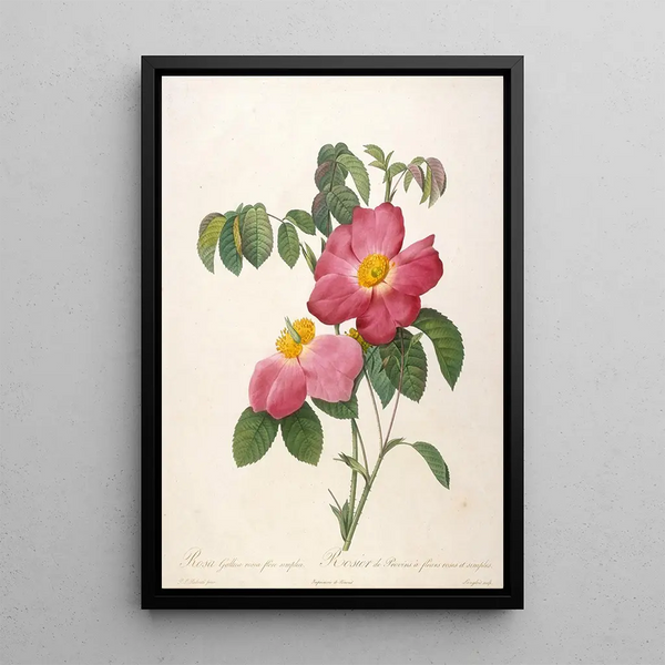 Rosier de Provinsi à fleurs roses et simples de La Couronne Des Roses - Pierre Joseph Redouté — quadro incorniciato alla parete