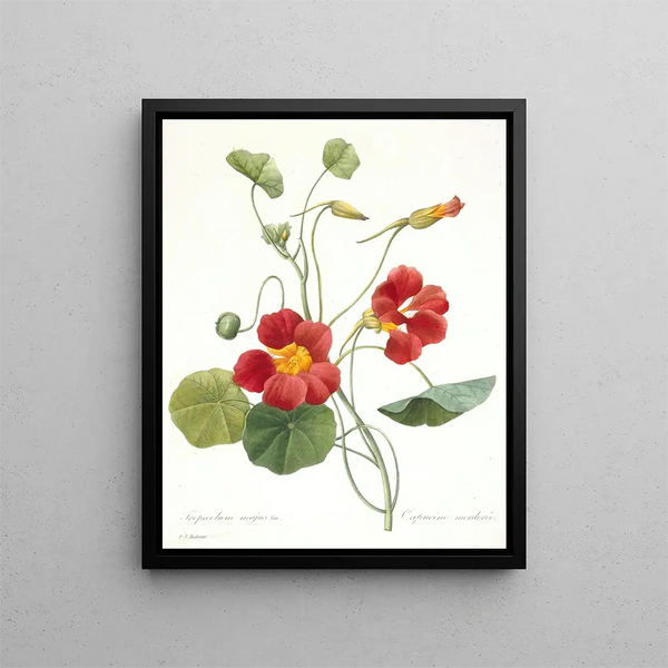 Pierre Joseph Redout - Tropaeolum majus Garden Nasturtium.webp