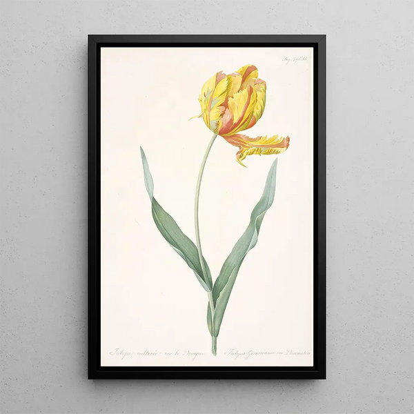 Tulipa gesneriana var dracontia Tulipano pappagallo - Pierre Joseph Redouté — quadro incorniciato alla parete