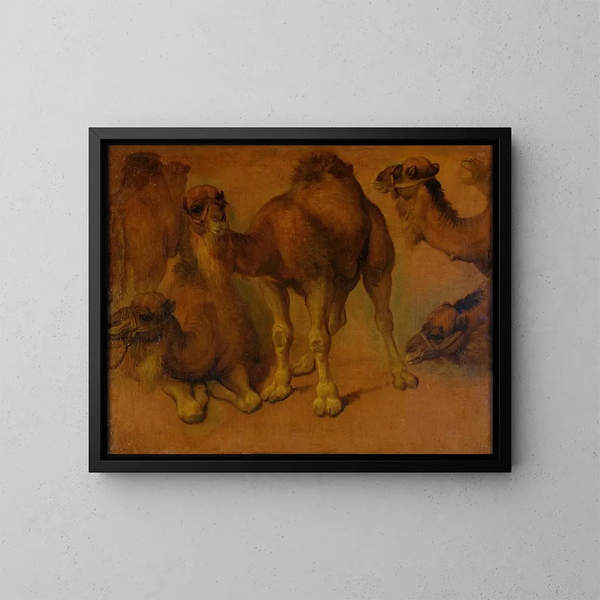 Dromedari e teste di dromedario - Pieter Boel — quadro incorniciato alla parete