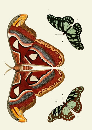 Pieter Cramer - De uitlandsche kapellen voorkomende in de drie waerelddeelen Asia Africa en America pl09.webp