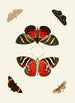 Les papillons exotiques des trois continents Asia Africa et America pl18 - Pieter Cramer — vista dell’opera